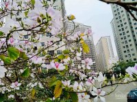 Mua chung cư xuân mai complex 3PN giá chỉ 1,6 tỷ vào ở luôn full tiện ích