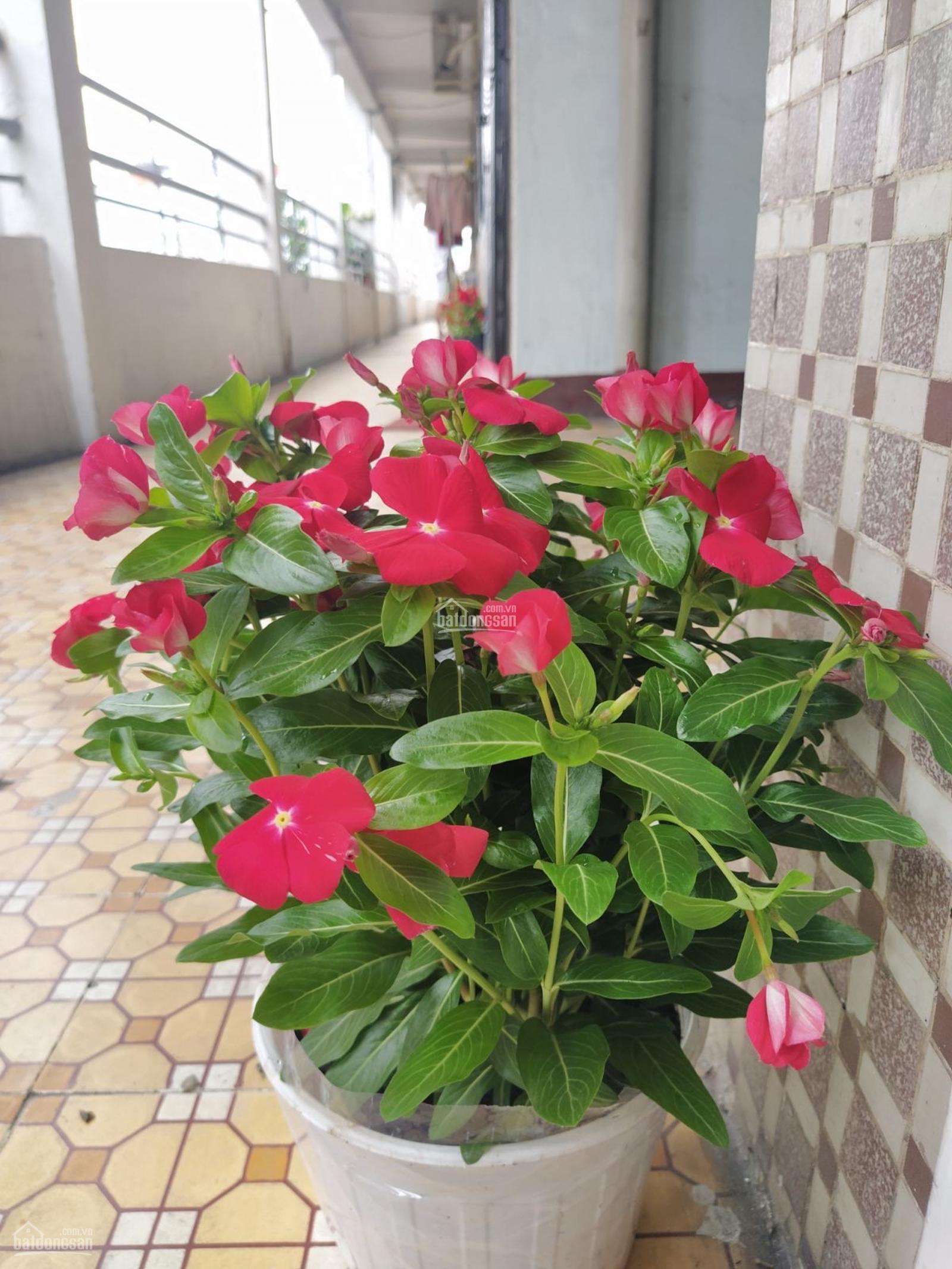 bán chung cư miếu nổi vị trí siêu tiện ích gần nhiều khu vực quan trọng