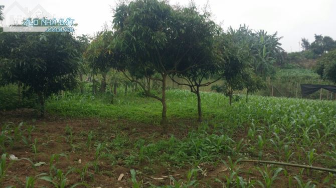 bán đất vườn hà nội đất khai hoang giá cực rẻ cho ai muốn làm nông nghiệp